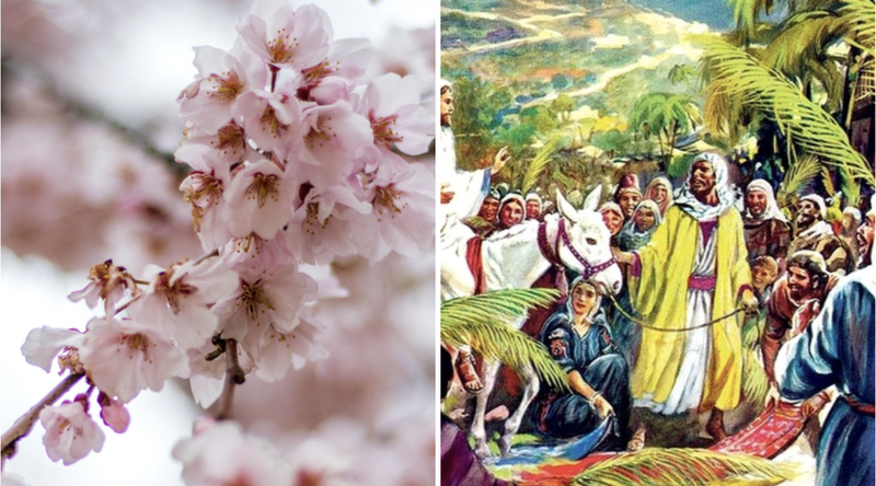 Floriile 2023. Ce semnificație are Duminica Floriilor? De ce se sărbătorește în fiecare an pe o dată diferită?