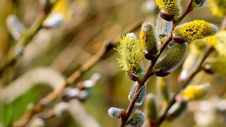 Floriile 2023. Ce semnificație are Duminica Floriilor? De ce se sărbătorește &icirc;n fiecare an pe o dată diferită?