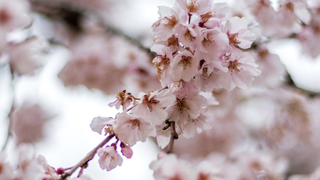 Prognoza meteo de Florii și Paște 2023. Cum va fi vremea? Anunțul făcut de meteorologi!