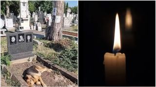 Acest câine vizitează zilnic mormântul stăpânilor săi: „Există ceva în lume numit iubire adevărată, profundă, dezinteresată”