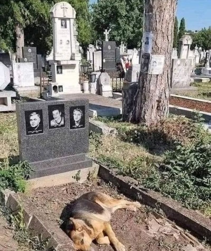 Acest câine vizitează zilnic mormântul stăpânilor săi: „Există ceva în lume numit iubire adevărată, profundă, dezinterasată”