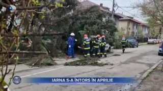 VIDEO- Vremea rea a creat probleme: copaci rupți și mașini avariate