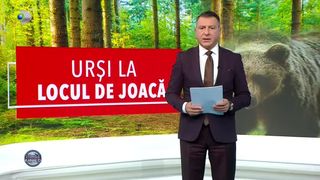 Urșii fac legea &icirc;n T&acirc;rgu Mureș