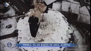Primul ou de barză de anul acesta