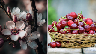 Cât va costa un kilogram de cireșe românești? Prețul care se va regăsi în piețe și pe etichetele din supermarketuri