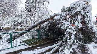 Căderile masive de zăpadă au provocat pagube în Brașov. Zeci de copaci s-au prăbușit pe trotuare