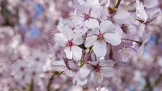 Floriile 2023. Ce se dă de pomană &icirc;n această zi de mare sărbătoare?