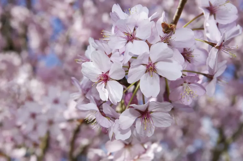 Floriile 2023. Ce se dă de pomană în această zi de mare sărbătoare?