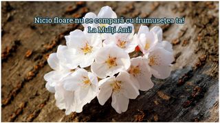 Mesaje creștine de Florii 2023. Urări și felicitări pentru Duminica Floriilor