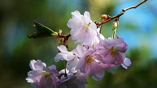 Tradiții și obiceiuri de Florii. Cum se sărbatorește ziua în care Iisus a intrat în Ierusalim