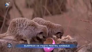 Surprize de Paște pentru animale