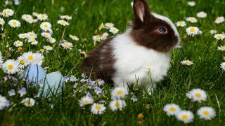 Vremea de Florii 2023. 