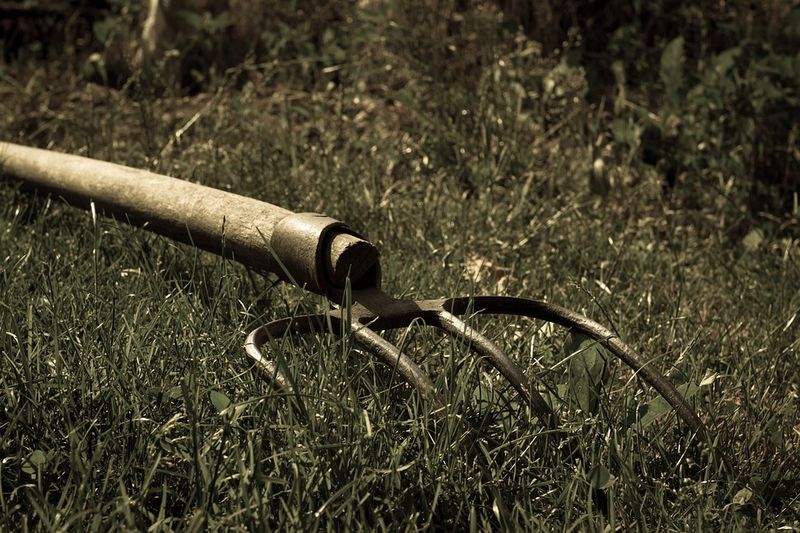 Bătrânul le-a mărturisit polițiștilor buzoieni că ar fi fost nemulțumit de faptul că animalul scăpat din curtea vecinei sale i-a atacat mai multe ovine