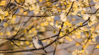 &Icirc;ncep&acirc;nd cu seara de Duminica Floriilor, &icirc;n toate bisericile din țară se fac slujbe speciale numite denii