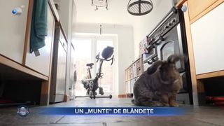 VIDEO- Jaxson, iepurele din rasa Gigant Continental