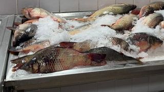FOTO - Dosare penale pentru braconaj piscicol în Constanța. Au fost legitimate peste 200 de persoane