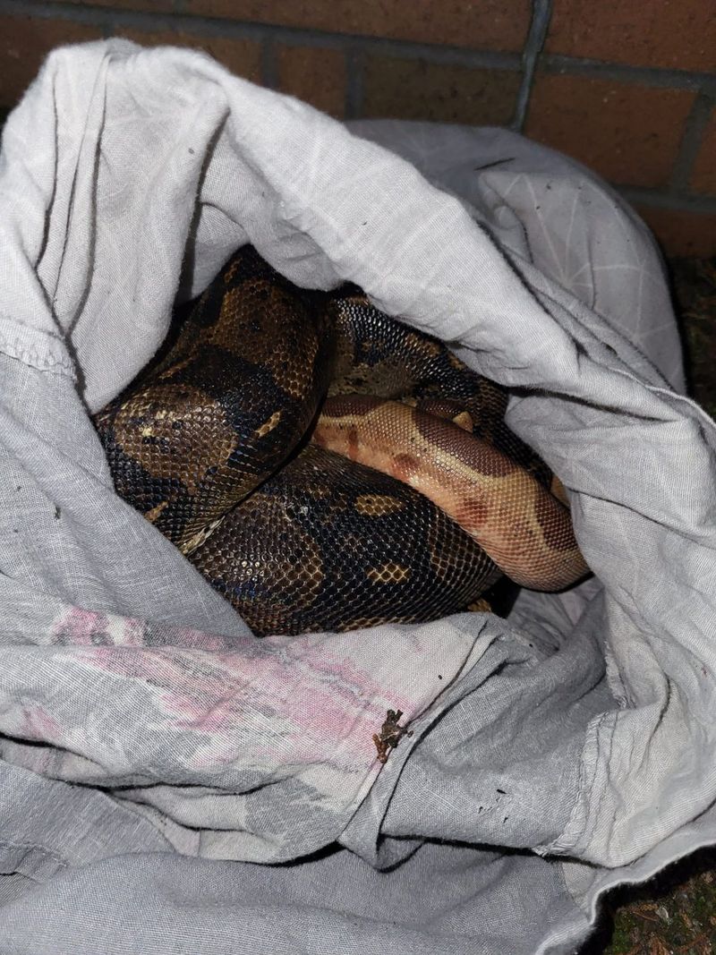 Descoperire inedită pe marginea drumului! O femeie a găsit mai multe fețe de pernă care aveau ceva viu înauntru: „Erau patru grade când i-am găsit”