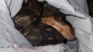 Descoperire inedită pe marginea drumului! O femeie a găsit mai multe fețe de pernă care aveau ceva viu înauntru: „Erau patru grade când i-am găsit”