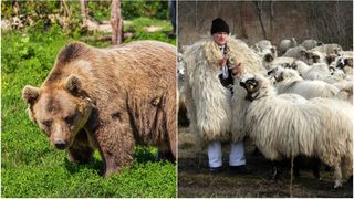 Noi detalii în cazul ciobanului atacat de un urs, la o stână din Mureș. Metoda incredibilă prin care s-a salvat: „A venit direct acolo, în zona unde era el cu oile”