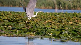 Prețurile &icirc;n Delta Dunării pornesc de la 4000-5000 de lei pe noapte