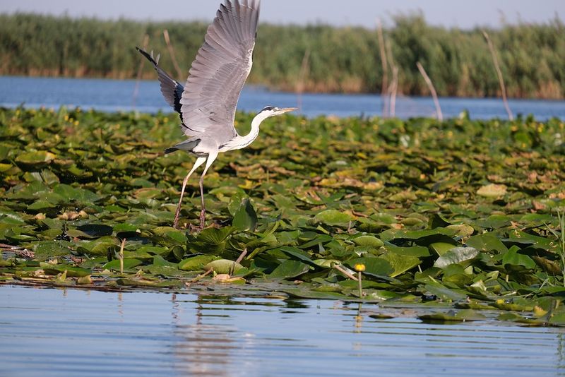 Prețurile în Delta Dunării pornesc de la 4000-5000 de lei pe noapte