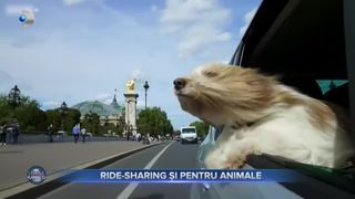 VIDEO- Ride-sharing și pentru animalele de companie