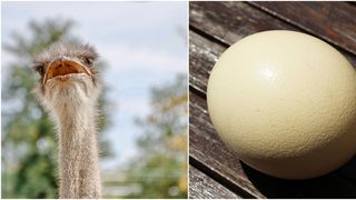 VIDEO - Ouăle de struț sunt la mare căutare de Paște. Cât ajunge să coste unul