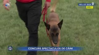 VIDEO- Oradea: Concurs spectaculos de câini ciobănești