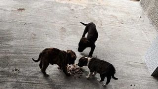 Un bărbat a abandonat patru câini pe o stradă din Olt. Acesta a fost amendat