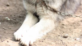 Cruzime fără margini la Bihor: un bărbat a ucis cu furca un câine şi a dat foc altuia