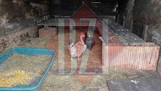 FOTO - Un bărbat din Tomești a fost dat dispărut, după ce a băut o sticlă de vin cu un vecin și a cumpărat o găină. El a fost găsit mort, după o săptămână de căutări