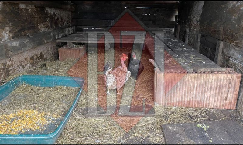 FOTO - Un bărbat din Tomești a fost dat dispărut, după ce a băut o sticlă de vin cu un vecin și a cumpărat o găină. El a fost găsit mort, după o săptămână de căutări