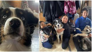 El este cățelul care a traversat Marea Bering de unul singur. Nanuq a călătorit 270 de kilometri pe apa înghețată