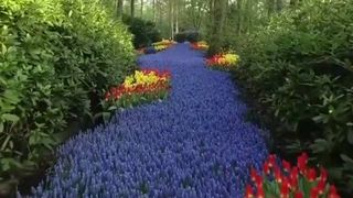 FOTO - Cea mai mare grădină cu flori din lume a fost deschisă pentru vizitatori. Unde se află aceasta
