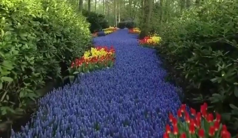 FOTO - Cea mai mare grădină cu flori din lume a fost deschisă pentru vizitatori. Unde se află aceasta