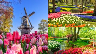 FOTO - Cea mai mare grădină cu flori din lume a fost deschisă pentru vizitatori. Unde se află aceasta