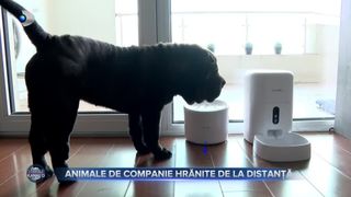 Animale de companie hrănite de la distanță