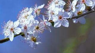 Când se încălzește vremea? Anunțul meteorologilor pentru următoarea perioadă