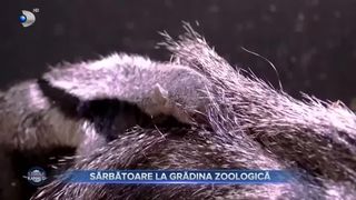 VIDEO- Grădina Zoologică din Chester, Marea Britanie, are un nou locatar