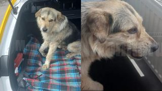 Povestea lui Lăbuș, cățelul care a fost împușcat iar apoi salvat de un taximetrist din Suceava. Patrupedul are nevoie de un cămin