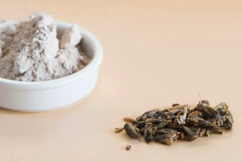 Liderii globali au susținut oportunitățile oferite de insecte pentru a combate schimbările climatice. 