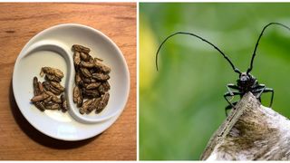 Un activist avertizează că presiunea globală de a adăuga insecte înfiorătoare în meniu face parte dintr-o tendință alarmantă