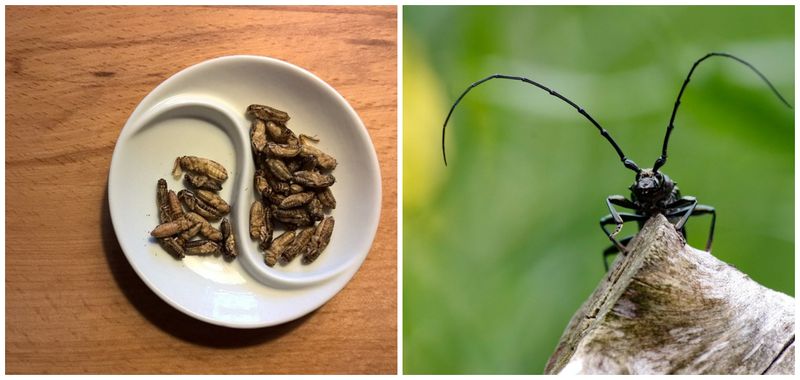 Un activist avertizează că presiunea globală de a adăuga insecte înfiorătoare în meniu face parte dintr-o tendință alarmantă