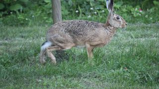 Un bărbat a murit împușcat, după ce a fost confundat de un vânător cu un iepure