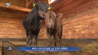 VIDEO- Noi atracții la Zoo Sibiu! Cei patru pui au fost născuți în urmă cu o săptămână 