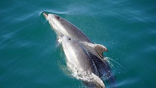 Mai mulți delfini au fost găsiți morți pe o plajă din Eforie