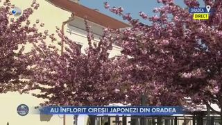VIDEO- Au &icirc;nflorit cireșii japonezi din Oradea