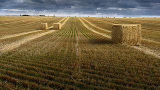 Ministerul Agriculturii și Dezvoltării Rurale oferă sprijin de urgență pentru producătorii agricoli din sectorul cereale