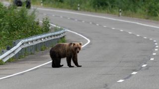 Momente de coșmar pentru mai mulți elevi din Bacău. Un urs și-a făcut apariția chiar în stația în aceștia așteptau microbuzul școlar