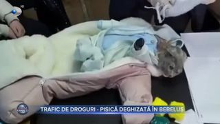 Trafic de droguri, pisică deghizată în bebeluș